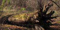 This tree fell some time ago. When it fell, atoms in the air were disturbed. Physicists would call this disturbance sound whether someone was around to hear it or not.