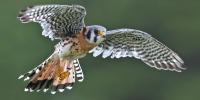 American kestrel.