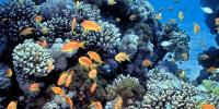 Human eyes detect these orange “sea goldie” fish swimming over a coral reef in the blue waters of the Gulf of Eilat (Red Sea) using visible light.