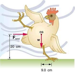 <b>Figure 9.32</b> A chicken being blown by the wind.