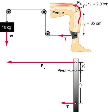<b>Figure 9.38</b> A mass is connected by pulleys and wires to the ankle in this exercise device.