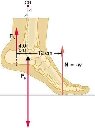 <b>Figure 9.43</b> The muscles in the back of the leg pull the Achilles tendon when one stands on one's toes. A simplified lever system is shown.