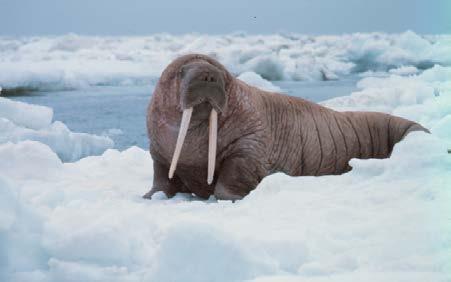 Walrus on ice. (credit: Captain Budd Christman, NOAA Corps)