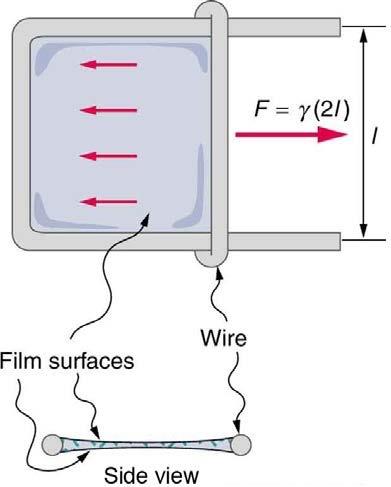 <b>Figure 11.28</b> Sliding wire device used for measuring surface tension; the device exerts a force to reduce the film’s surface area. The force needed to hold the wire in place is F = γL = γ(2l) , since there are two liquid surfaces attached to the wire. This force remains nearly constant as the film is stretched, until the film approaches its breaking point.