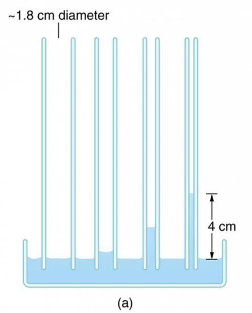 <b>Figure 11.34 (a)</b> Capillary action depends on the radius of a tube. The smaller the tube, the greater the height reached. The height is negligible for large-radius tubes.