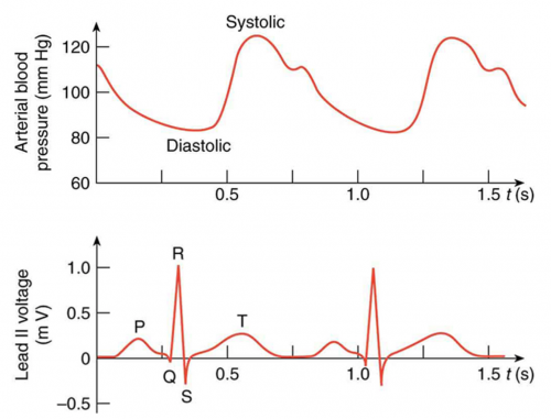 <b>Figure 20.34</b> A lead II ECG with corresponding arterial blood pressure. The QRS complex is created by the depolarization and contraction of the ventricles and is followed shortly by the maximum or systolic blood pressure.